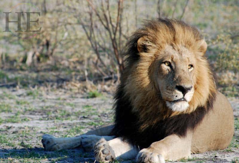 Botswana: A Luxury Gay Safari