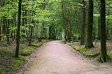 Foret de Soignes thumb