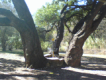 Pease Park thumb