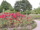 Hyde Park Rose Garden thumb