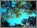 Olmos Park thumb
