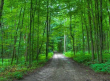 Bruce Trail in Caledon Hills thumb