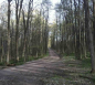 Bruce Trail in Caledon Hills thumb