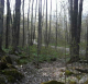 Bruce Trail in Caledon Hills thumb