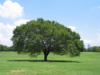 Zilker Park thumb