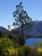 Costanera del Lago Nahuel Huapi thumb